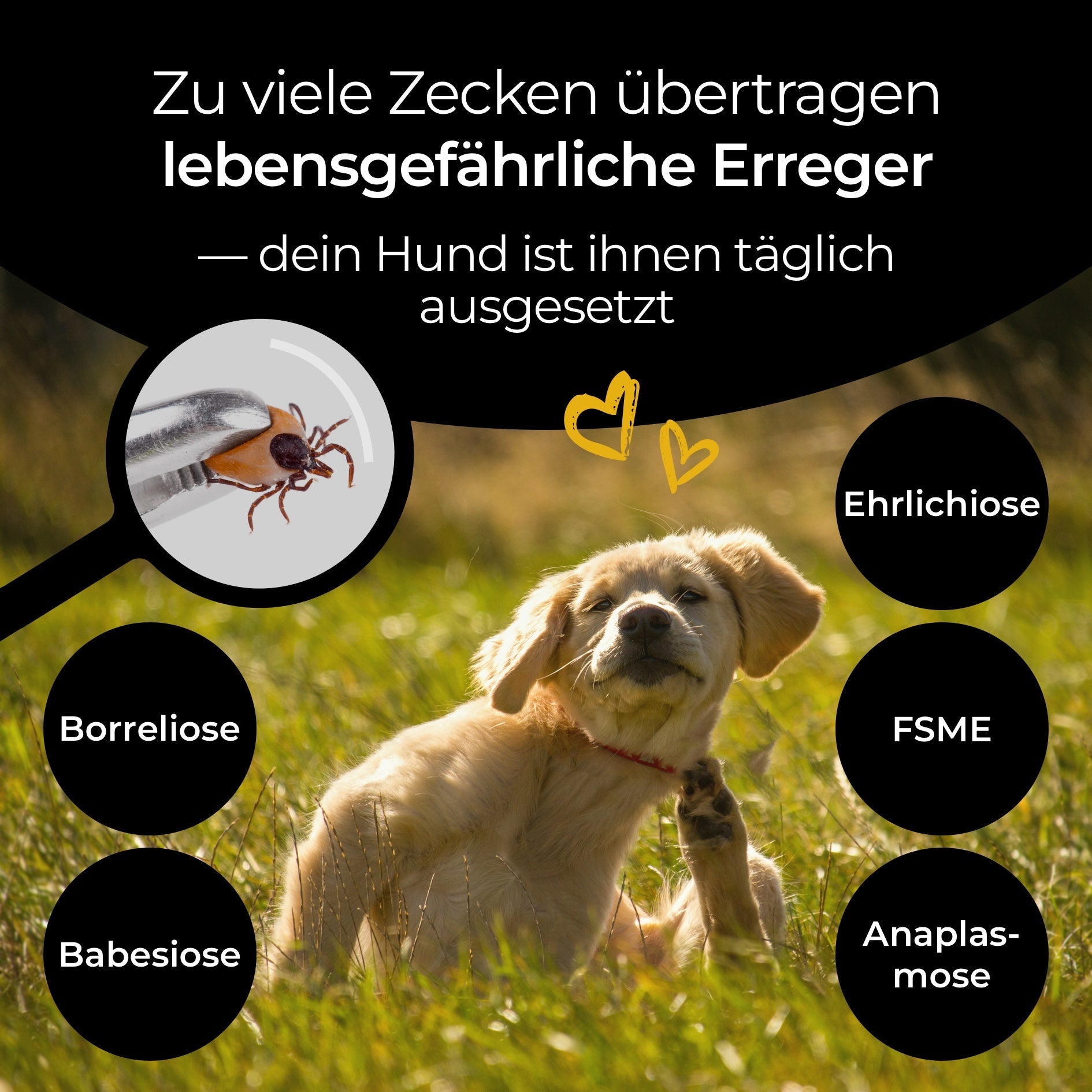 Zeckenschutz von Hundpur®