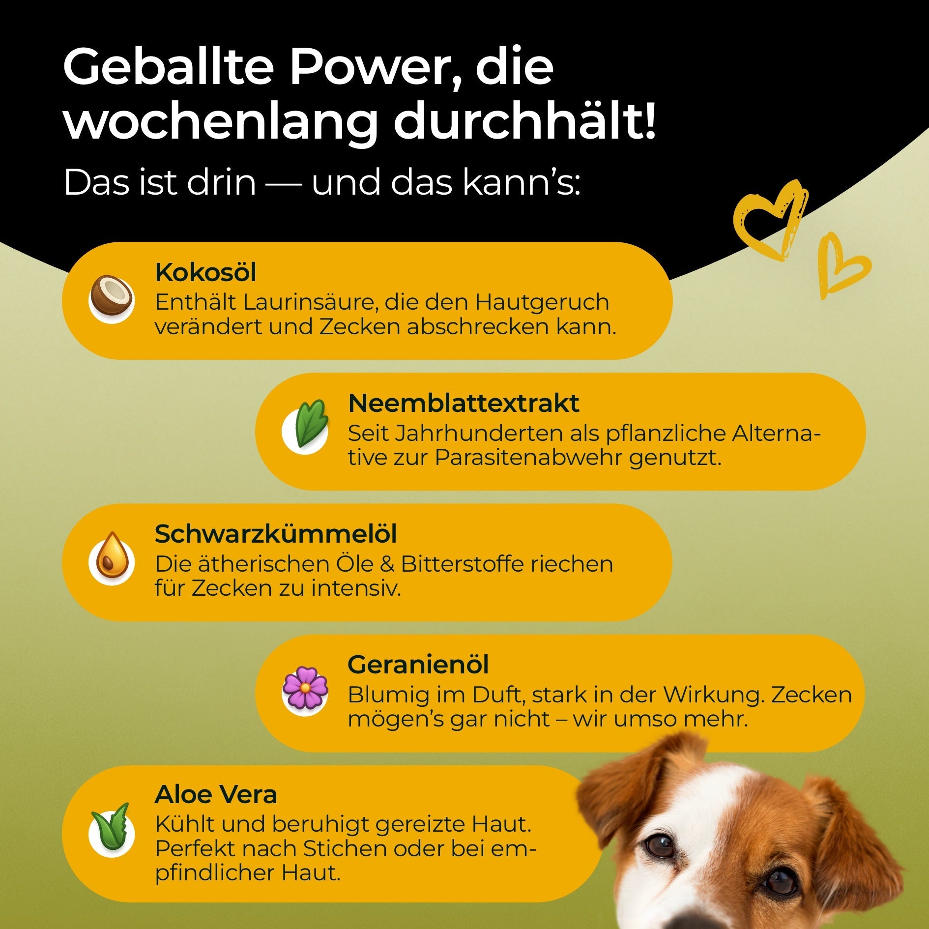 Zeckenschutz von Hundpur®